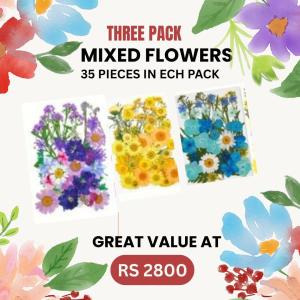 35 pieces dried flowers (Pack of 30)